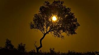 Sun Shining Behinf D A Tree Wallpaper
