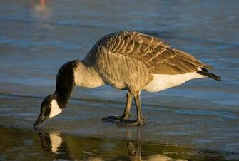 Canada Goose Photos Wallpaper The Fun Bank