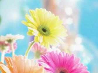 Flowers For Flower Lovers Daisy HD Desktop Wallpaper