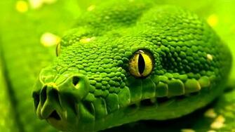 Eastern Green Mamba Wallpaper Background
