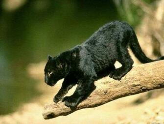 Wild Cats Of The World Wallpaper Big
