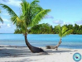 Palm Tree Wallpaper Desktop High Definition