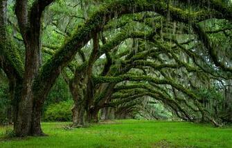 The U S State Of South Carolina Charleston Trees Spring Wallpaper