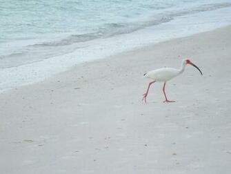 Longboat Key Sarasota Florida Wallpaper