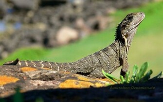Lizard Background Animals Full HD Desktop Wallpaper Wallinda