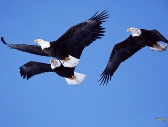 Flying Eagles Wallpaper