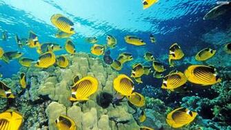 Saltwater Fish Wallpaper Fishing Desktop