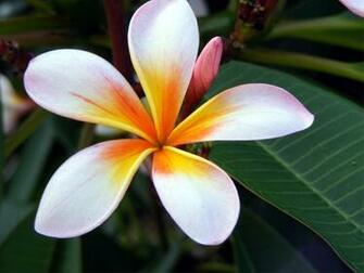 Wallpaper Pc Flower Screen
