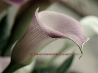 Beautiful Wallpaper Calla Lily Flowers