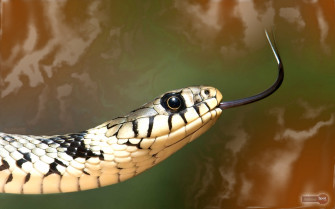 Snake Wallpaper Animal Spot