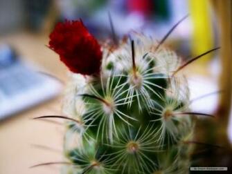Wallpaper Flower Korean