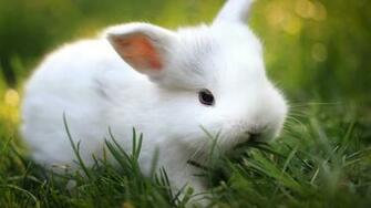 Spring Bunny Wallpaper High Definition Quality Widescreen