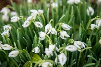 Early Spring Snowdrop Flowers HD Walls Find Wallpaper