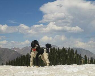 Standard Poodle Wallpaper Pictures Breed Information