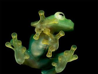 Frog Wallpaper Desktop Background