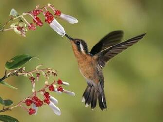 Wallpaper Bird Birds Desktop