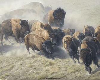American Bison Computer Wallpaper Desktop Background