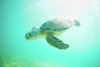 Sea Turtle Baby By Monica And Michael Sweet