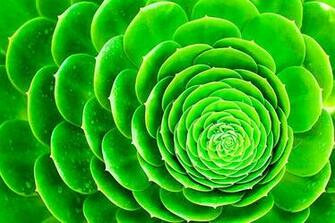Superb Beautifull Flower High Resolution Wallpaper