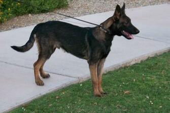 Lancaster Oh Usa Belgian Malinois Puppies