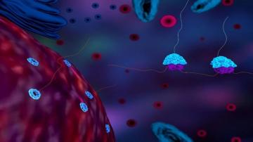 Ribosome Based Treatments A Sought After Therapy Option For