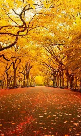Central Park York Autumn HD Wallpaper Background