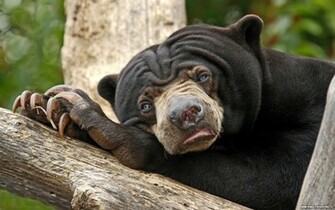 Bored Black Bear Wallpaper In Resolution