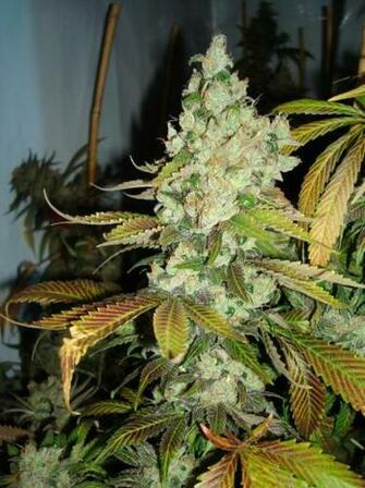 Sour Diesel Graphics Code Comments Pictures
