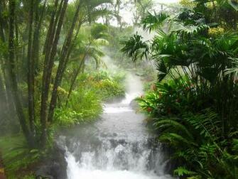 Select Set As Desktop Background Wallpaper Nature Forest