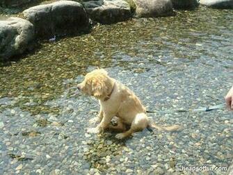 Puppy Dog Animal Snow Can Poop You Watching Funny Pics Pictures Pic