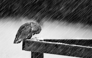 Rain Birds Wallpaper Most Popular