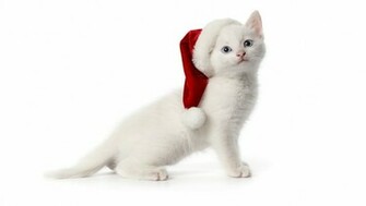 Christmas Cat Cute HD Wallpaper For