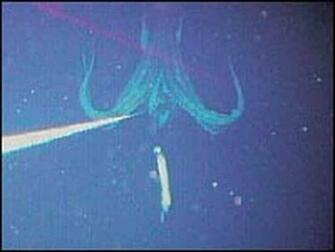 Giant Squid Wallpaper