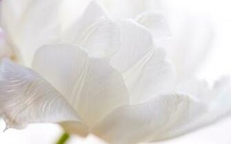 White Flowers