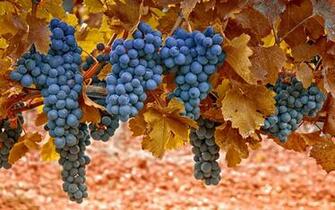 Grapes Leaves Macro Autumn Nature Wallpaper In