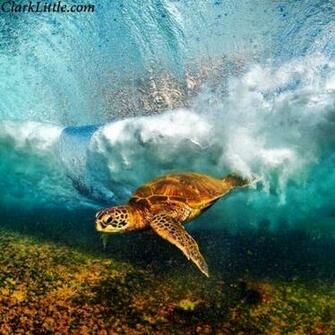 So Awesome Clark Little Photo Art
