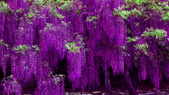 Purple Tree Wallpaper