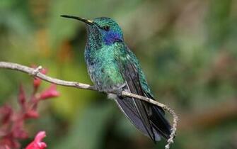 Colibri Wallpaper Fauna Y Flora Monserrate HD