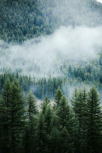 Foggy Forest Pictures Stunning Image On