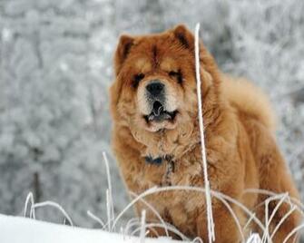 Wallpaper Chow Dog Face Fat Standard