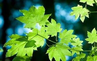 Bing App Windows Phone Wallpaper Mobile Awesome Nature Jpg