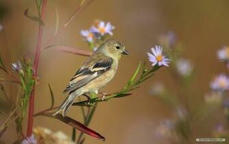 Wallpaper Animal Spring Flowers And Birds