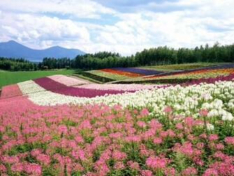 Japan Hokkaido Landscape Wallpaper