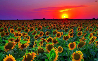 Sunflower Field Wallpaper