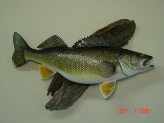 Walleye Wallpaper Ii Jpg