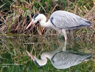 Heron Wallpaper X
