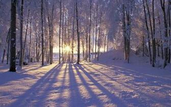 Winter Trees Forest Nausicaa Alaska Shadows Scenery Sunset