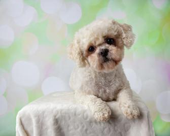 Bichon Frise Shih Tzu Mix Portrait On A Colorful Background Lying