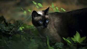 Wild Cat Wallpaper Stream