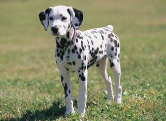 Dalmatian Puppy New Wallpaper All